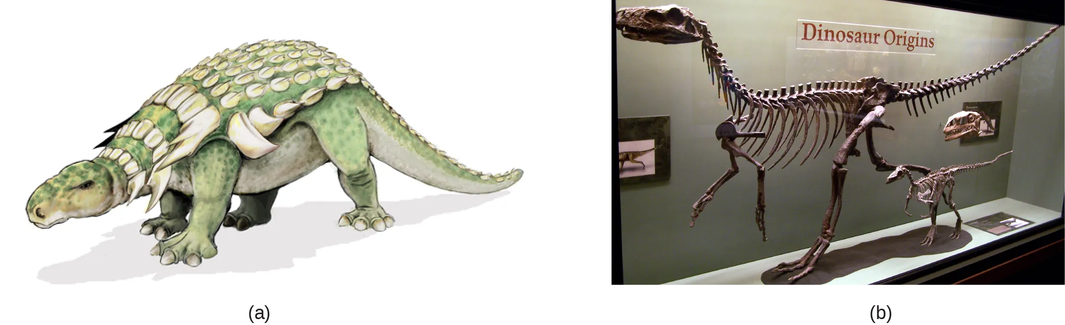 Illustration A shows a dinosaur that walks on four legs, has a long tail, and an armored back. Photo B shows a skeleton of a Eoraptor in a museum.