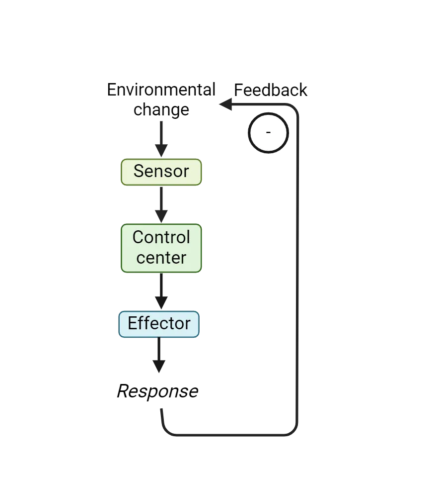 Diagram of a negative feedback system as described in the main text.