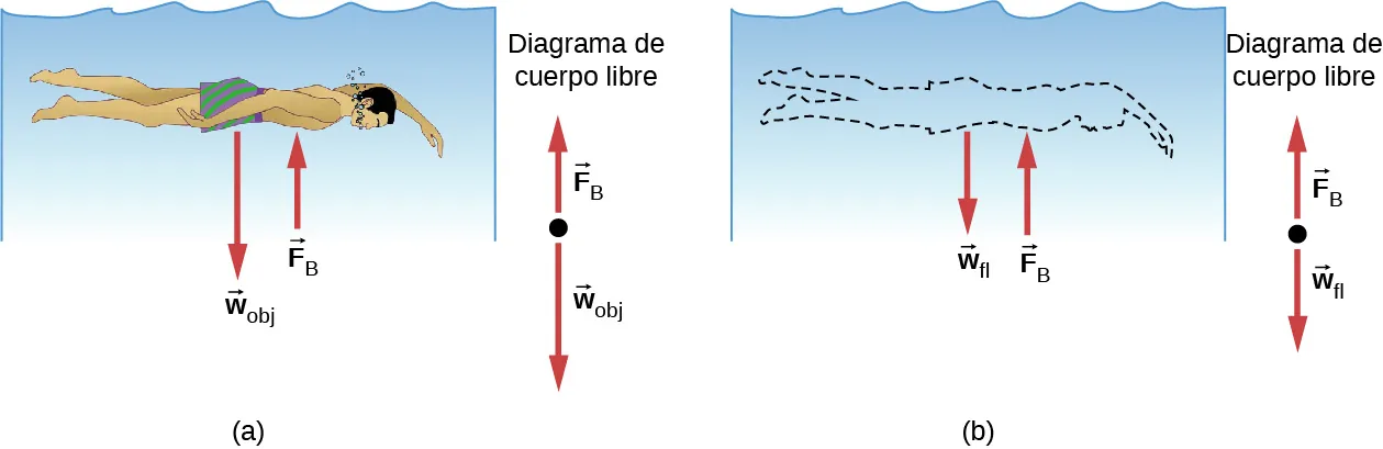 La figura A es un dibujo de una persona sumergida en el agua. La persona expresa la fuerza wobj, el agua aplica la fuerza Fb a la persona. La figura B es un dibujo en el que la persona se reemplaza por agua. Ahora, el agua que reemplazó a la persona expresa la fuerza wfl, la fuerza Fb sigue siendo la misma.
