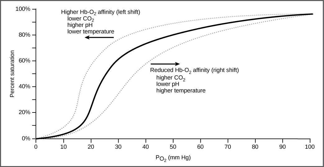 The graph plots percent oxygen saturation of hemoglobin on the Y axis as a function of oxygen partial pressure measured in mm Hg on the X axis. Oxygen saturation increases in an S shaped curve. The curve rises slowly at first, then curves upward. It rises quickly from about 20 percent saturation at 20 mm Hg of partial pressure to about 60 percent saturation at 30 mm Hg of partial pressure. The curve then starts leveling out, gradually rising to nearly 100 percent saturation at 100 mm Hg of partial pressure. The curve shifts to the left under conditions of low carbon dioxide, high pH, and low temperature, and to the right in conditions of high carbon dioxide, low pH, or high temperature.