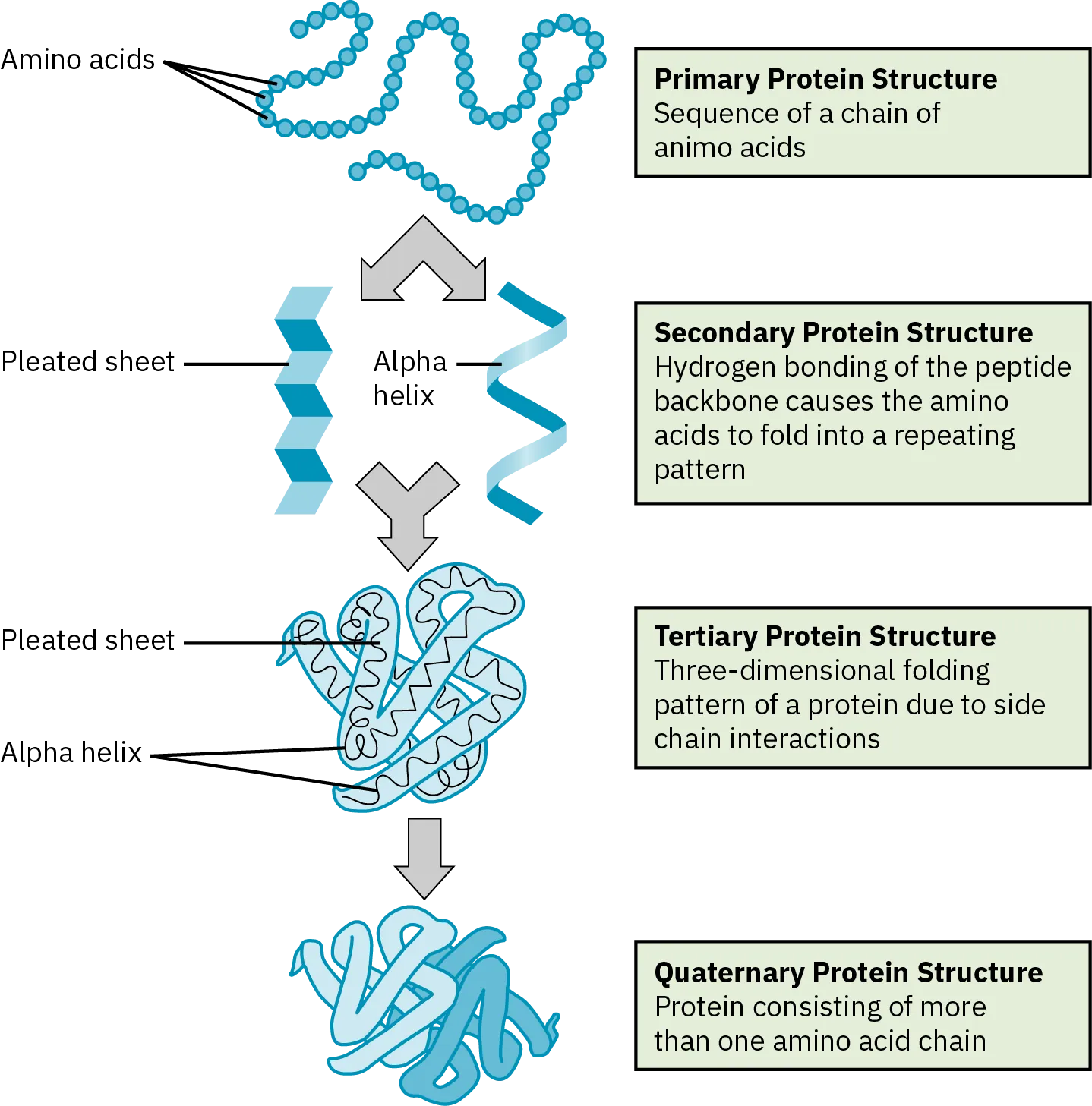 The four levels of a protein structure. The primary structure is the amino acid sequence. Secondary structure is a regular folding pattern due to hydrogen bonding. Two types of secondary structures are shown: a beta pleated sheet, which is flat with regular bends, and an alpha helix, which coils like a spring. The tertiary structure has a three-dimensional folding pattern of the protein due to interactions between amino acid side chains. The quaternary structure is a three-dimensional, multi-fold structure from the interaction of two or more amino acid chains.