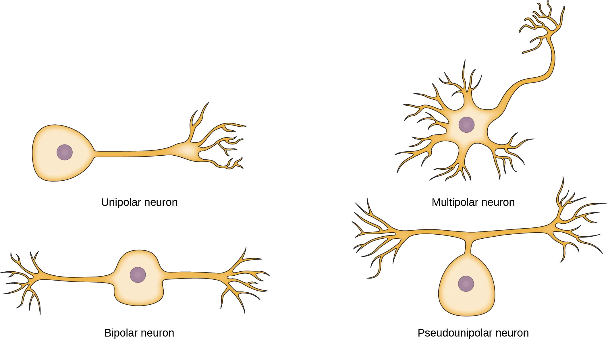 The unipolar cell has a single, long axon extending from the cell body. The bipolar neuron has one axon and one dendrite projecting from opposite sides of the cell body. The multipolar neuron has one long axon and several short, highly branched dendrites extending in all directions. The pseudounipolar neuron has one axon that forms two branches a short distance from the cell body, each of which extends in a different direction.