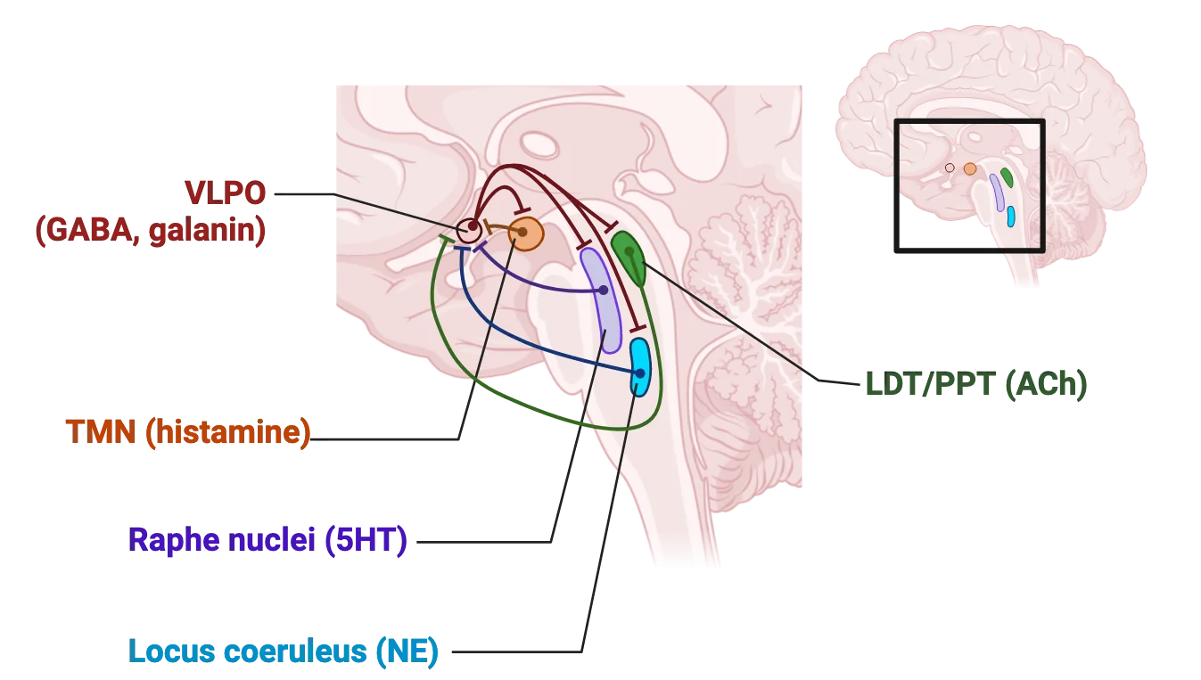 Diagram of sagittal human brain focused on brainstem/midbrain. TMN (histamine), raphe nucleus (5HT), locus coeruleus (NE) and LDT/PPT (ACh) in brainstem all have inhibitory connections on VLPO (GABA, galanin) in hypothalamus. VLPO sends inhibitory connections to all those regions.