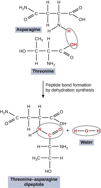 The figure shows Asparagine and threonine molecules forming a peptide bond to become threonine-asparagine dipepetide and water. Asparagine is made up of four C atoms are arranged in a straight line.  Each C is connected to the next C by a single line.  In addition to these bonds, the first C is connected to H2N by a single line and to an O by a double line. The second C is connected the two H atoms by single lines. The third C is connected an H atom by a single line, and an N that is connected by a single line to two H atoms. The fourth C is connected to an O by double line, and an OH molecule by a single line. Threonine is made up of three C atoms bonded together by single lines. From left to right, the first C is also connected by single lines to CH3, OH, and H. The second C is connected by a single line to H and a single line to NH2. The third C is connected by a single line to OH and a double line to O. There is a circle around one of the H atoms connected to the N in the Asparagine molecule and the OH connected to the third C in the Threonine molecule. A rightward pointing row is labelled Peptide bond formation by hydrolysis. Threonine-asparagine dipeptide shows that the N in Asparagine connected to the third C in Threonine. After the Threonine-asparagine dipeptide molecule, there is a plus sign followed by a water molecule.
