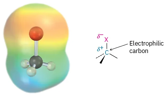 A ball and stick model in an electrostatic potential map and wedge-dash structure of a carbon-halogen bond. The  carbon is labeled as electrophilic with a partial positive charge.