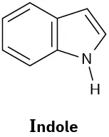 Indole has a benzene ring fused to a 5-membered ring made of  four carbons, in which C 2 is double bonded to C 3, and an N-H group at position 1.