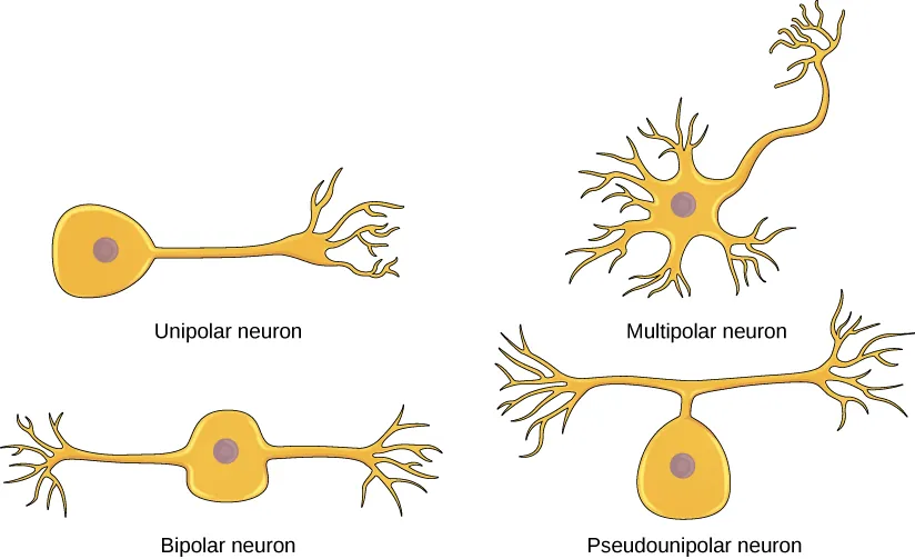 The unipolar cell has a single, long axon extending from the cell body. The bipolar neuron has one axon and one dendrite projecting from opposite sides of the cell body. The multipolar neuron has one long axon and several short, highly branched dendrites extending in all directions. The pseudounipolar neuron has one axon that forms two branches a short distance from the cell body, each of which extends in a different direction.