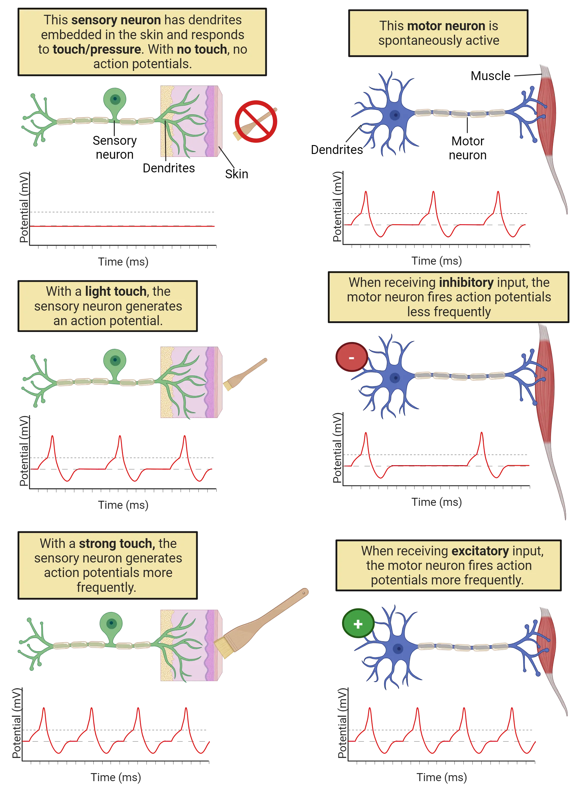 2x3 display. Top left: Diagram of a bipolar neuron, with terminals in skin, resting. Line graph below shows potential (y-axis) versus time (x-axis) and line is flat. Middle left: Diagram of a bipolar neuron, with terminals in skin, stimulated. Line graph below shows potential (y-axis) versus time (x-axis) and line shows occasional action potentials. Bottom left: Diagram of a bipolar neuron, with terminals in skin, heavily stimulated. Line graph below shows potential (y-axis) versus time (x-axis) and line shows frequent action potentials. Top right: Diagram of a unipolar neuron, with terminals in muscle, at rest. Line graph below shows potential (y-axis) versus time (x-axis) and line shows occasional action potentials. Middle right: Diagram of a unipolar neuron, with terminals in muscle, inhibited. Line graph below shows potential (y-axis) versus time (x-axis) and line shows very few action potentials. Bottom right: Diagram of a unipolar neuron, with terminals in muscle, stimulated. Line graph below shows potential (y-axis) versus time (x-axis) and line shows frequent action potentials.
