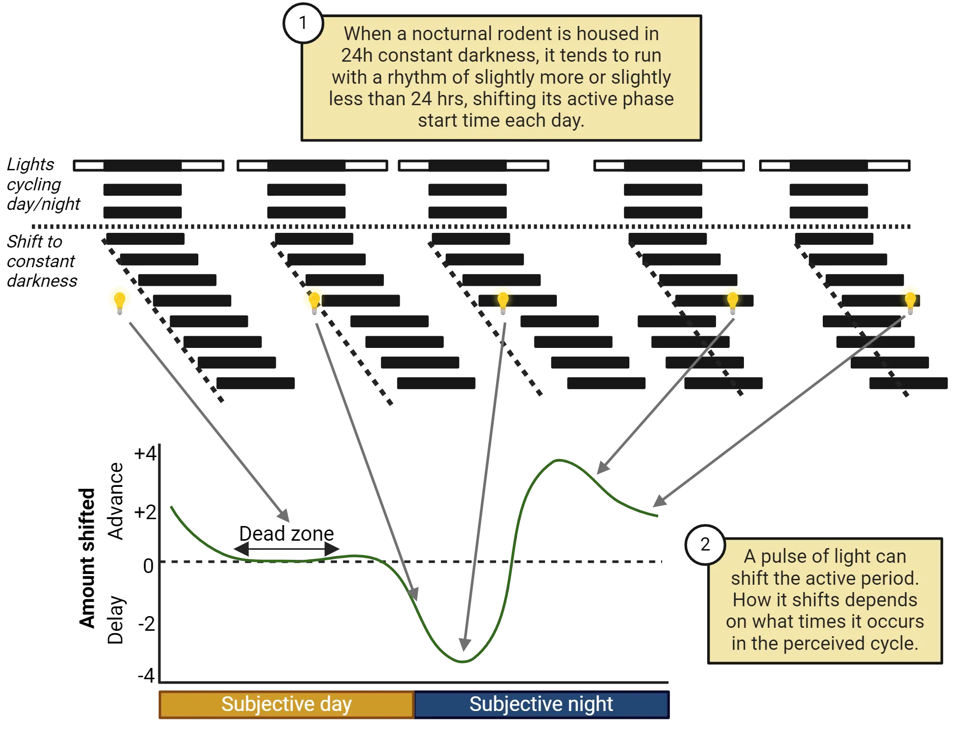 Top of the diagram shows the active period of a rodent in 5 hypothetical scenarios represented as dark bars. With lights cycling, dark bars stay aligned with lights off. After a shift to constant darkness, bars begin to drift later each day. A light pulse is shown at the times described in the main text. The resulting shift (or lack thereof) is shown as dark bars shifting later or earlier. A line graph at the bottom also plots these changes as subjective time of day (x-axis) vs Amount shifted (y-axis). Light pulses in the subjective day mostly lead to no shift (dead zone). Light pulses in the beginning of subjective night shift towards a delay and those at the end of subjective night shift towards an advance.
