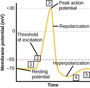 Graph showing relationship of membrane potential (y-axis) to time (x-axis). Resting potential begins earliest in time at about –70 mV, threshold of excitation occurs next, at about –55 mV, peak action potential occurs at about 30 mV, repolarization is noted at slightly less than 10 mV, and then hyperpolarization is noted at around –80 mV.