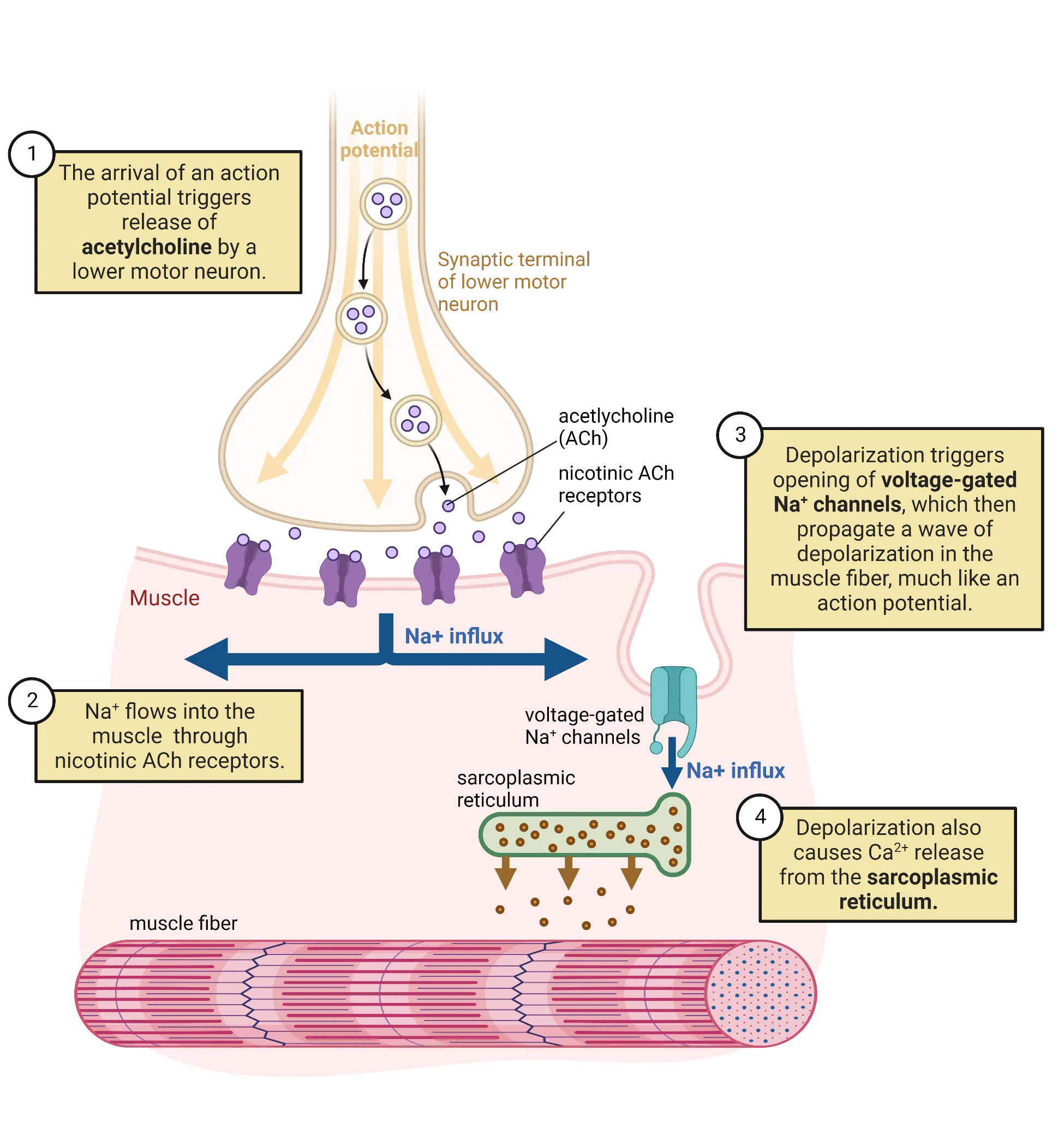 Diagram of the intracellular actions at the neuromuscular junction. A presynaptic terminal is shown releasing neurotransmitter (acetylcholine) from vesicles. The transmitter binds to ion channels in the receiving muscle cell. Na+ influx is represented as spreading throughout the muscle. An in-folding of the muscle has a voltage-gated Na+ channel, that opens and allows in more Na+. The sarcoplasmic reticulum is shown releasing Ca2+ into the muscle in response to Na+. The Ca2+ diffuses to a sarcomere below.