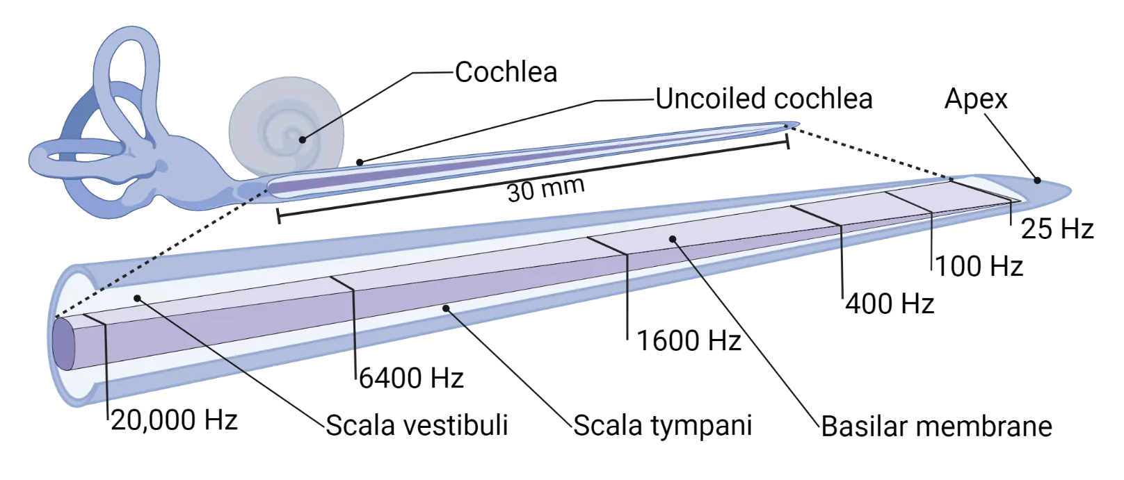 Diagram of an 'unrolled' cochlea, showing how the base is thick and narrow while the apex is thin and wide. The sensitivity of each section to different frequencies is also shown, with lower frequencies being detected more towards the apex.