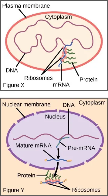 In Figure X on the left is a figure showing DNA in the cytoplasm surrounded by a plasma membrane. mRNA is produced from the DNA and multiple ribosomes producing proteins are on the mRNA. In Figure Y on the right is a figure showing DNA surrounded by the nuclear membrane. Pre-mRNA is produced from the DNA, leading to mature mRNA, which is exported to the cytoplasm. Multiple ribosomes with proteins are on the exported mRNA.