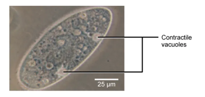 A transmission electron micrograph shows an oval-shaped cell. Contractile vacuoles are prominent structures embedded in the cell membrane that pump out water.