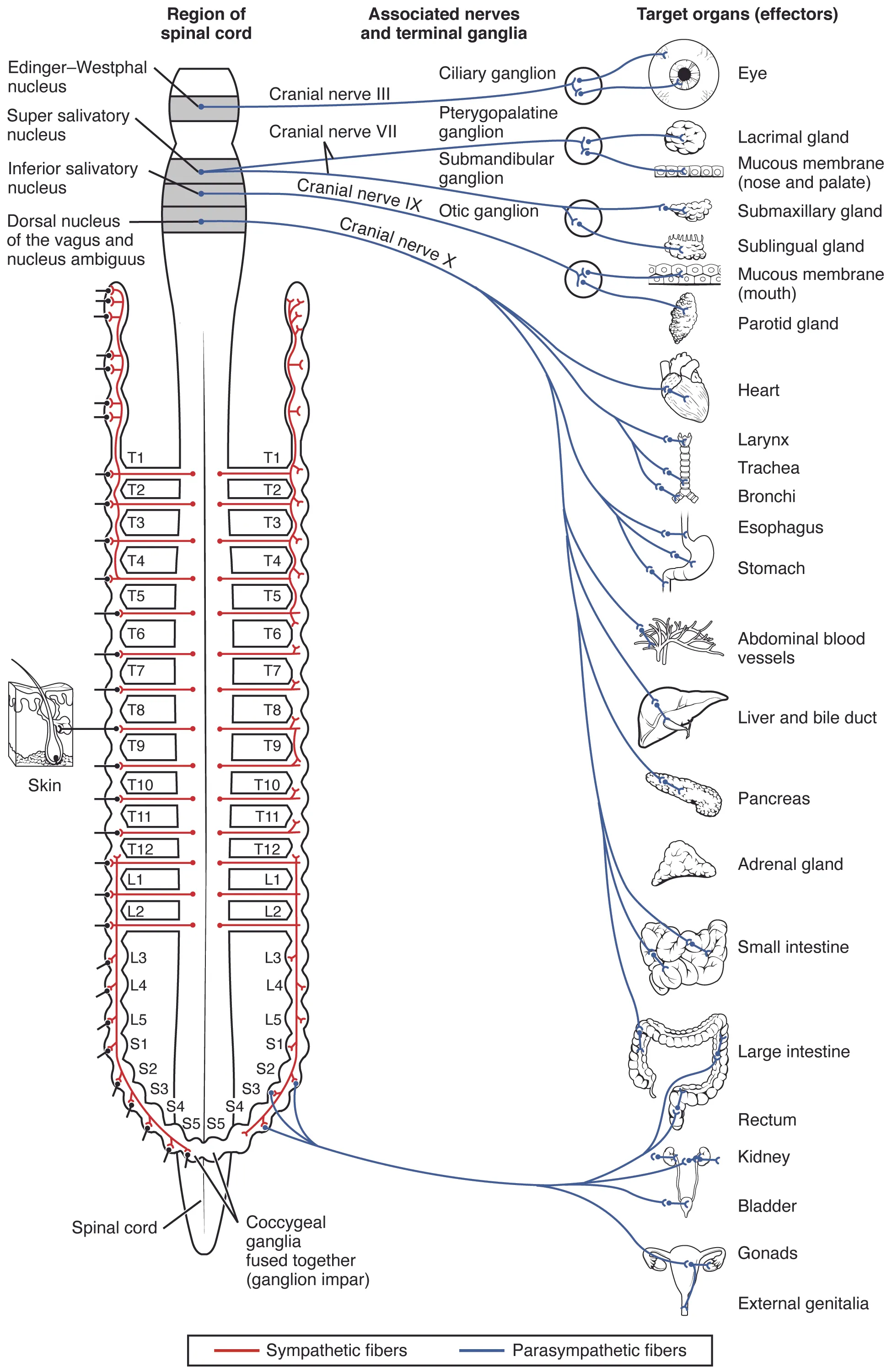 This diagram shows the spinal cord and has different central nerves emerging from it. The central nerves target different effector organs that are listed on the right.