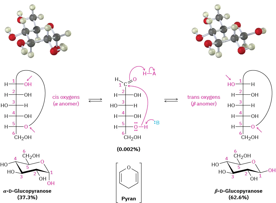The ball-and-stick model, Fischer projection, and Haworth projection of alpha-D-glucopyranose and beta-D-glucopyranose. Formation of cyclic hemiacetal creates an additional chirality center giving two diastereomeric forms designated as alpha and beta.