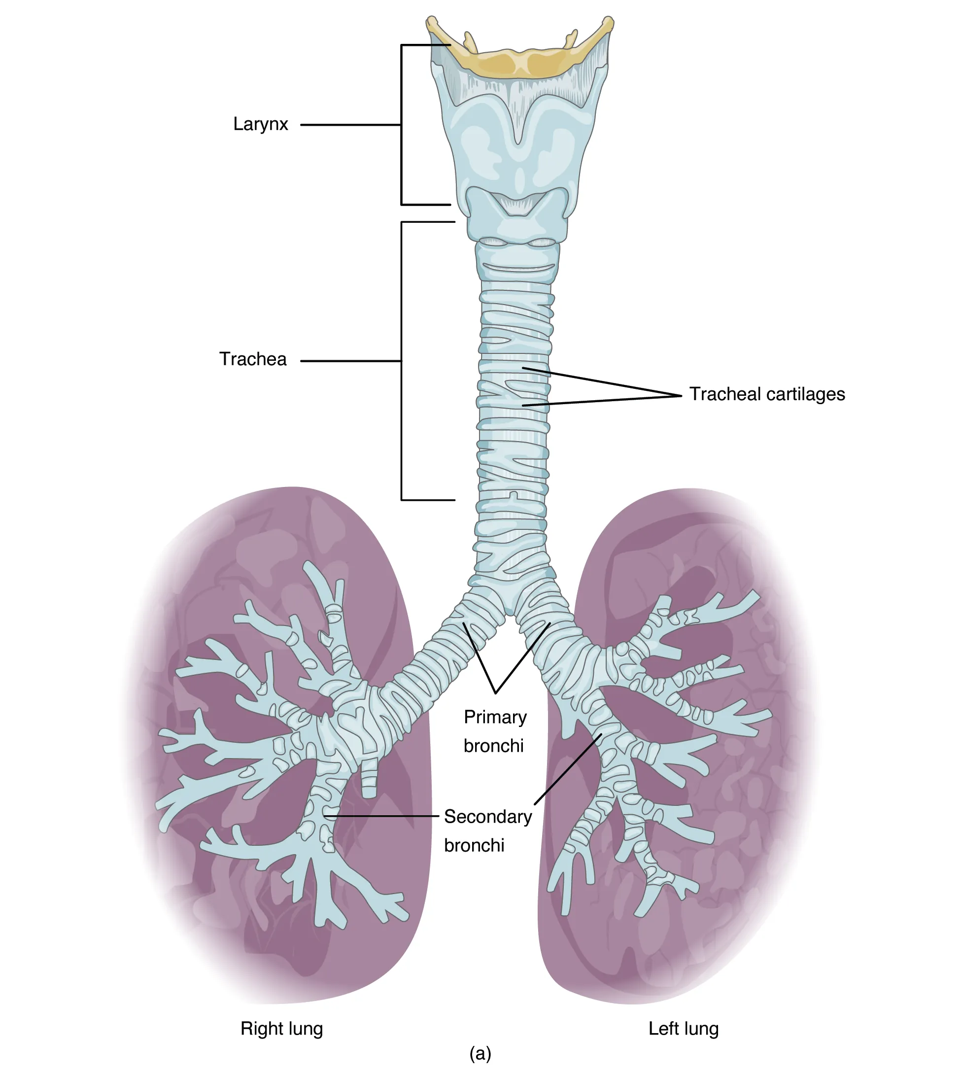 The top panel of this figure shows the trachea and its organs. The major parts including the larynx, trachea, bronchi, and lungs are labeled.