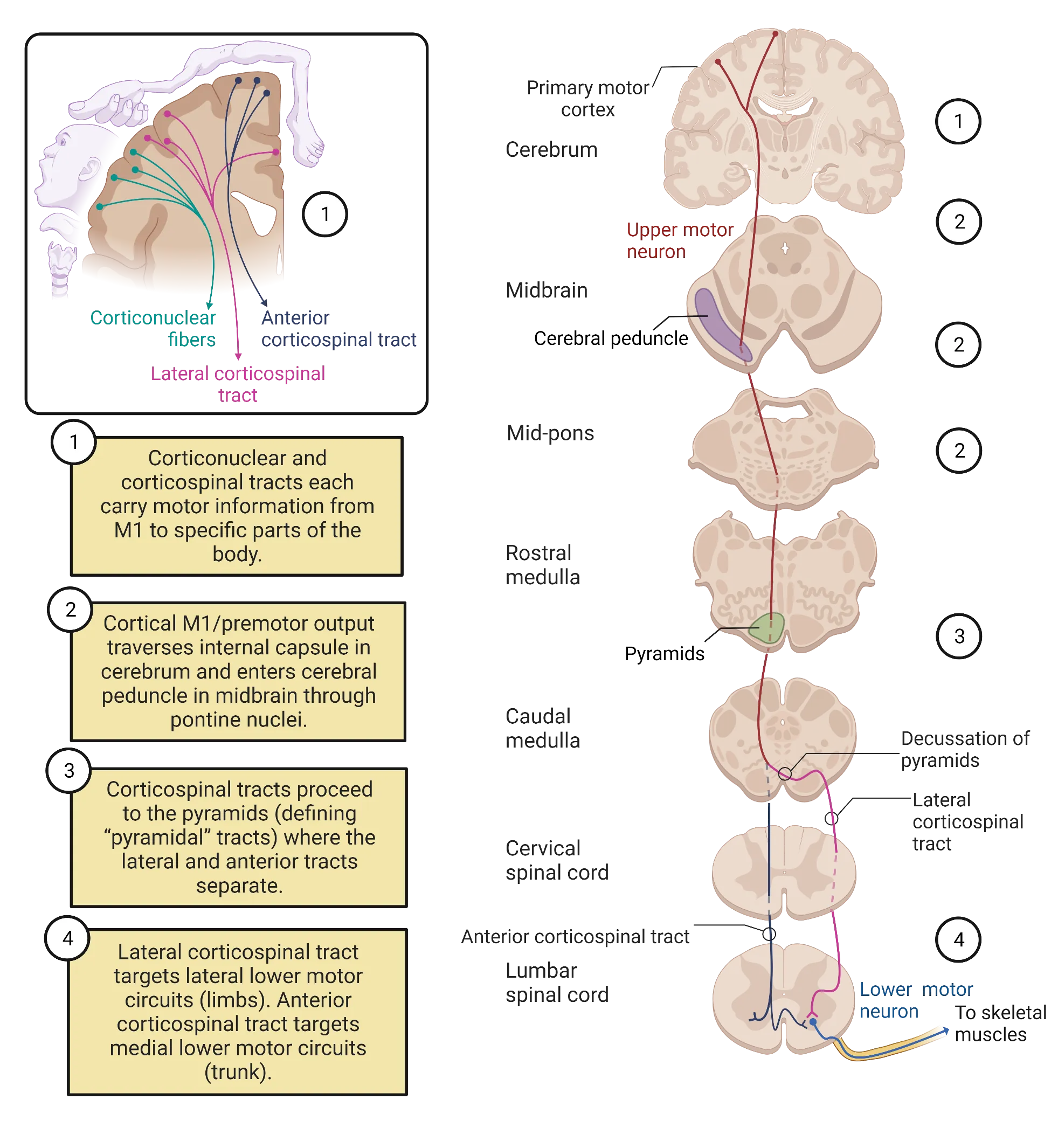 Upper left inset: Coronal view of major divisions of primary motor cortex, showing drawings of represented body parts lying along the surface of the cortex. Major neuronal pathways are shown projecting down to the spinal cord. Rest of diagram: Neural pathway diagram, showing brain original of corticospinal tracts, projecting down through the spinal cord, then synapsing on motor neuron in the ventral spinal cord grey. From there, lower motor neurons project out of the ventral spinal cord roots, towards the periphery.