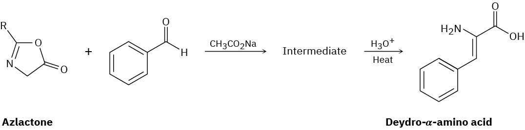 The reaction shows azlactone with benzaldehyde in the presence of sodium acetate, yielding an unidentified intermediate. Subsequent reaction with hydronium ion and heat produces dehydro-alpha-amino acid.