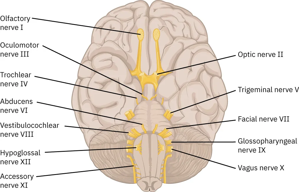 A diagram of the cranial nerves, labeling Olfactory nerve I, Optic nerve II, Oculomotor nerve III, Trochlear nerve IV, Trigeminal nerve V, Abducens nerve VI, Facial nerve VII, Vestibulocochlear nerve VIII, Glossopharyngeal nerve IX, Vagus nerve X, Accessory nerve XI.