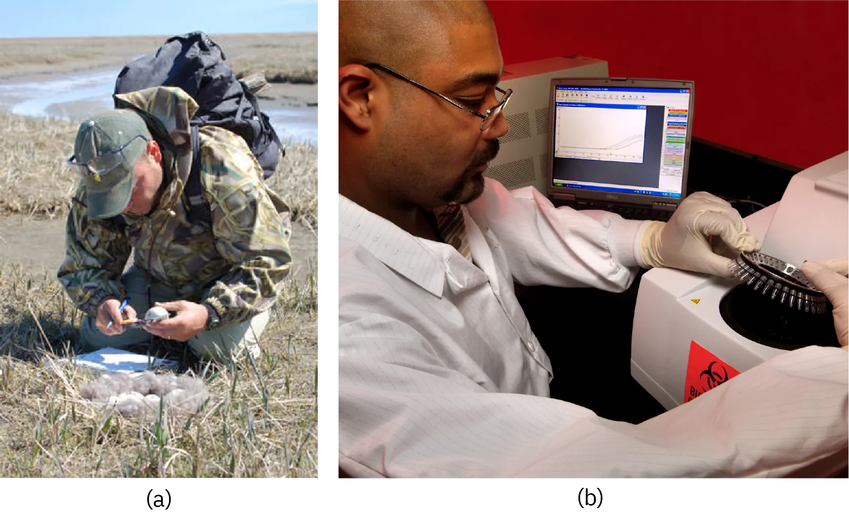 (a) A person in a field measuring an egg. (b) A person prepares an assay with a centerfuge. 