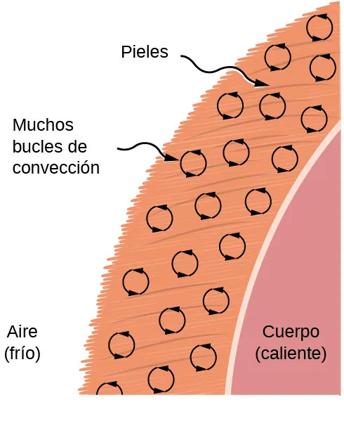La figura muestra parte de un cuerpo caliente cubierto con una capa de piel. El aire exterior es frío. Hay flechas circulares en la piel identificadas como bucles de convección.