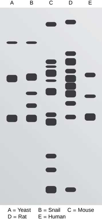 This figure shows the results from a southern blot of a lactate dehydrogenase of several species including yeast, snails, mice, rats, and humans.