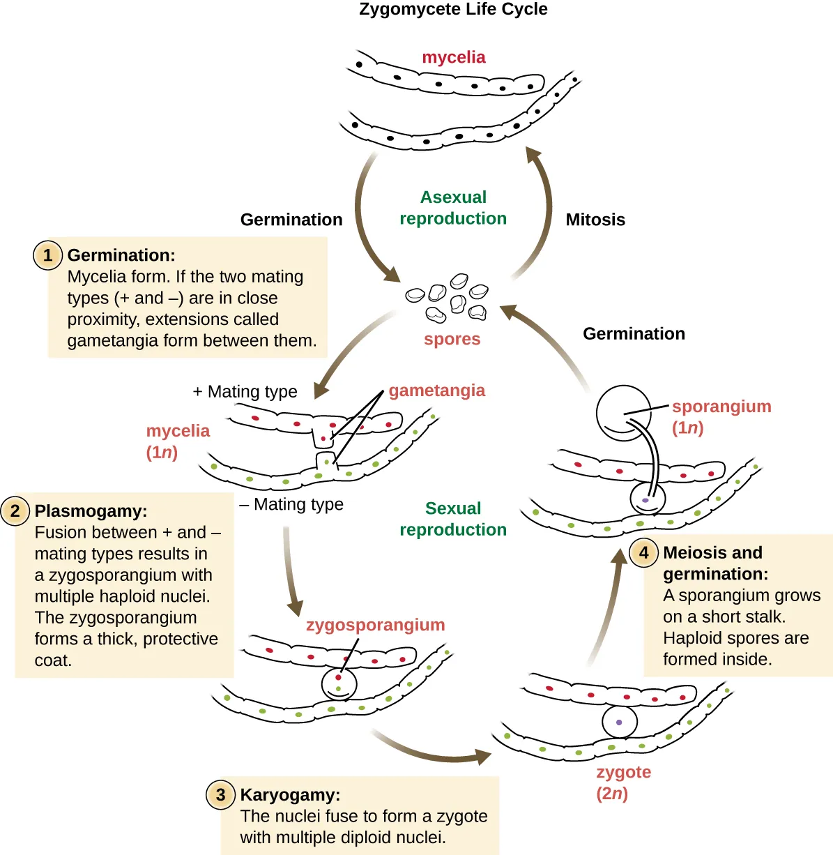 Zygomycete life cycle. The mycelia can undergo asexual reproduction by forming spores via mitosis. The spores then form mycelia by germination. The haploid spores can also undergo sexual reproduction. The first step is germination when mycelia form. If the two mating types (+ and -) are in close proximity, extensions called gametangia form between them. Next is plasmogamy. This is the fusion between the + and – mating types resulting in a zygosporangium with multiple haploid nucei. The zygosporangiom forms a thick, protective coat. Next the nuclei fuse to form a zygote with multiple diploid nuclei in karyogamy. This forms a diploid zygote. Next is mitosis and germination where the sporangium grows on a short stalk and the haploid spores are formed inside. The spores are released in germination and we are back to the spore stage of the life cycle.