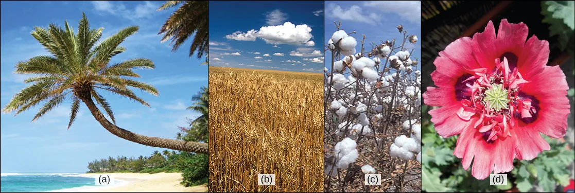 Photo A shows a palm tree on a beach. Photo B shows a field of wheat. Photo C shows white cotton balls on a cotton plant. Photo D shows a red poppy flower.