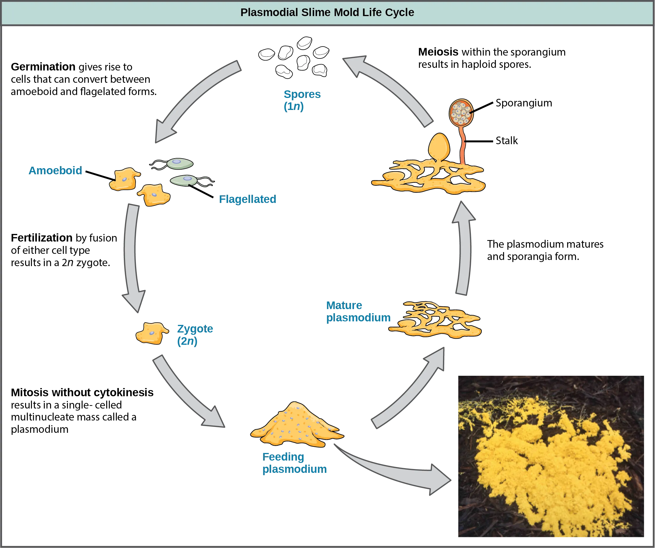 Illustration shows the plasmodium slime mold life cycle, which begins when 1n spores germinate, giving rise to cells that can convert between amoeboid and flagellated forms. Fertilization by fusion of either cell type results in a 2n zygote. The zygote undergoes mitosis without cytokinesis, resulting in a single-celled, multinucleate mass called a plasmodium, which is visible to the naked eye. A photo inset shows that the plasmodium is bright yellow and looks like vomit. As the plasmodium matures, holes form in the center of the mass. Stalks with bulb-shaped sporangia at the top grow up from the mass. Spores are released when the sporangia burst open, completing the cycle.