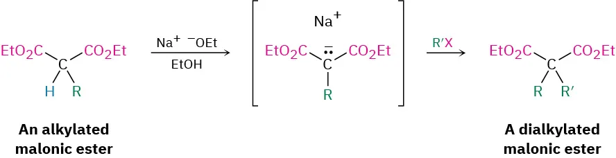 An alkylated malonic ester reacts with sodium ethoxide in ethanol to form an intermediate, which reacts with R dash X to form a dialkylated malonic ester as the product.