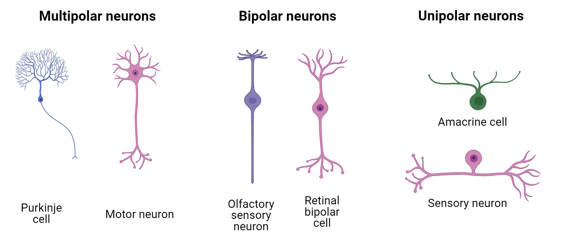 Diagrams of multipolar, bipolar and unipolar neurons which match the descriptions in the main text in terms of morphology. Two neurons of each type are shown to emphasize heterogeneity within type.