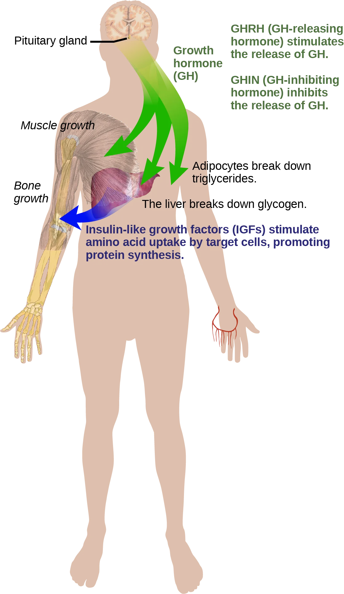 Growth hormone, or G H, is released from the pituitary gland and stimulates bone and muscle growth. It also stimulates fat breakdown by adipocytes and glycogen breakdown by the liver. The liver releases insulin-like growth factors, or I G Fs, which cause target cells to take up amino acids, promoting protein synthesis. G H releasing hormone stimulates the release of G H, and G H inhibiting hormone inhibits the release of G H.