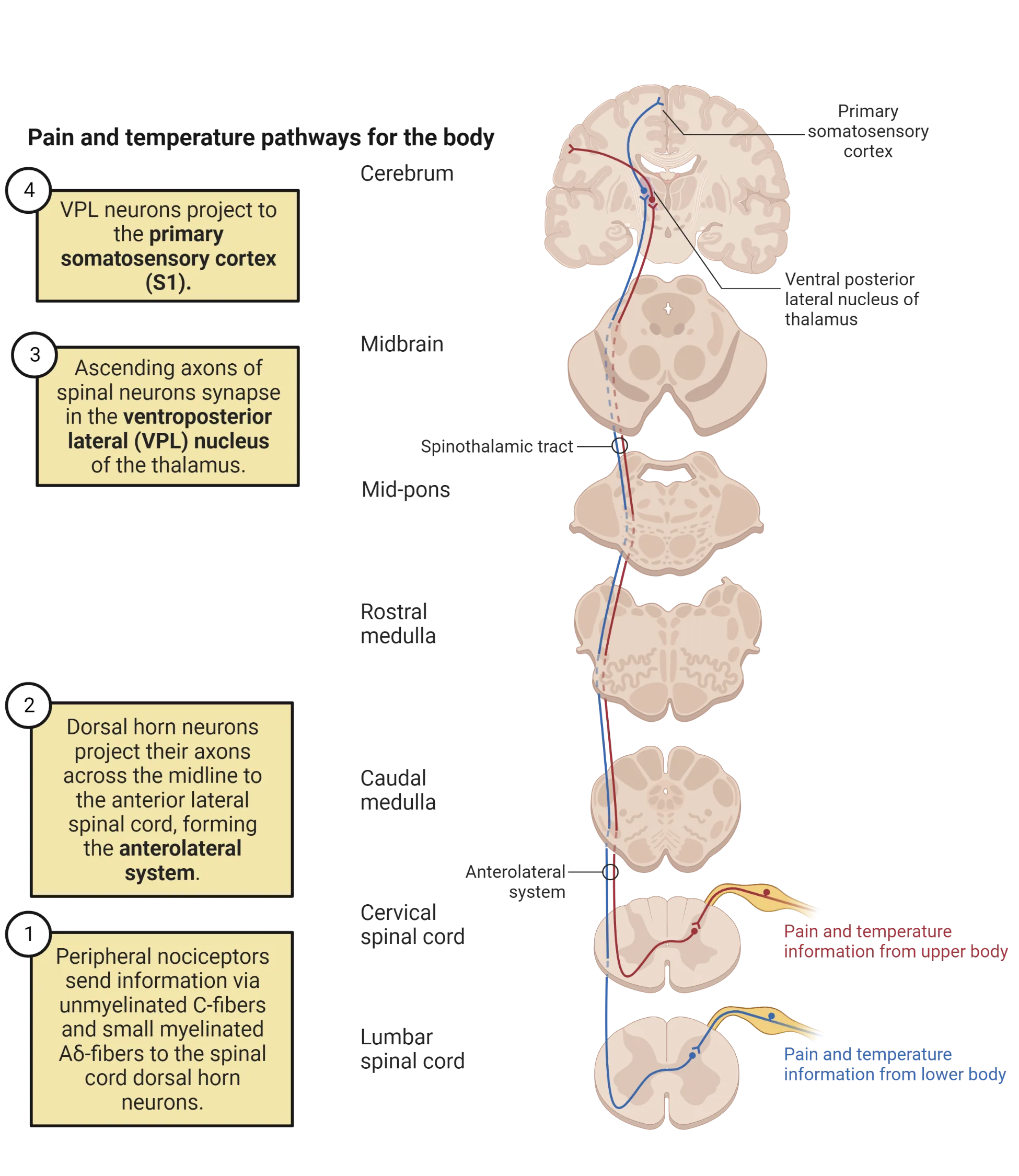 Anatomical diagram showing horizontal slices of spinal cord and brainstem, and coronal slice of brain at top. Nerve pathways form the pain/temperature sensors of upper and lower body are shown from periphery to contralateral primary somatosensory cortex.