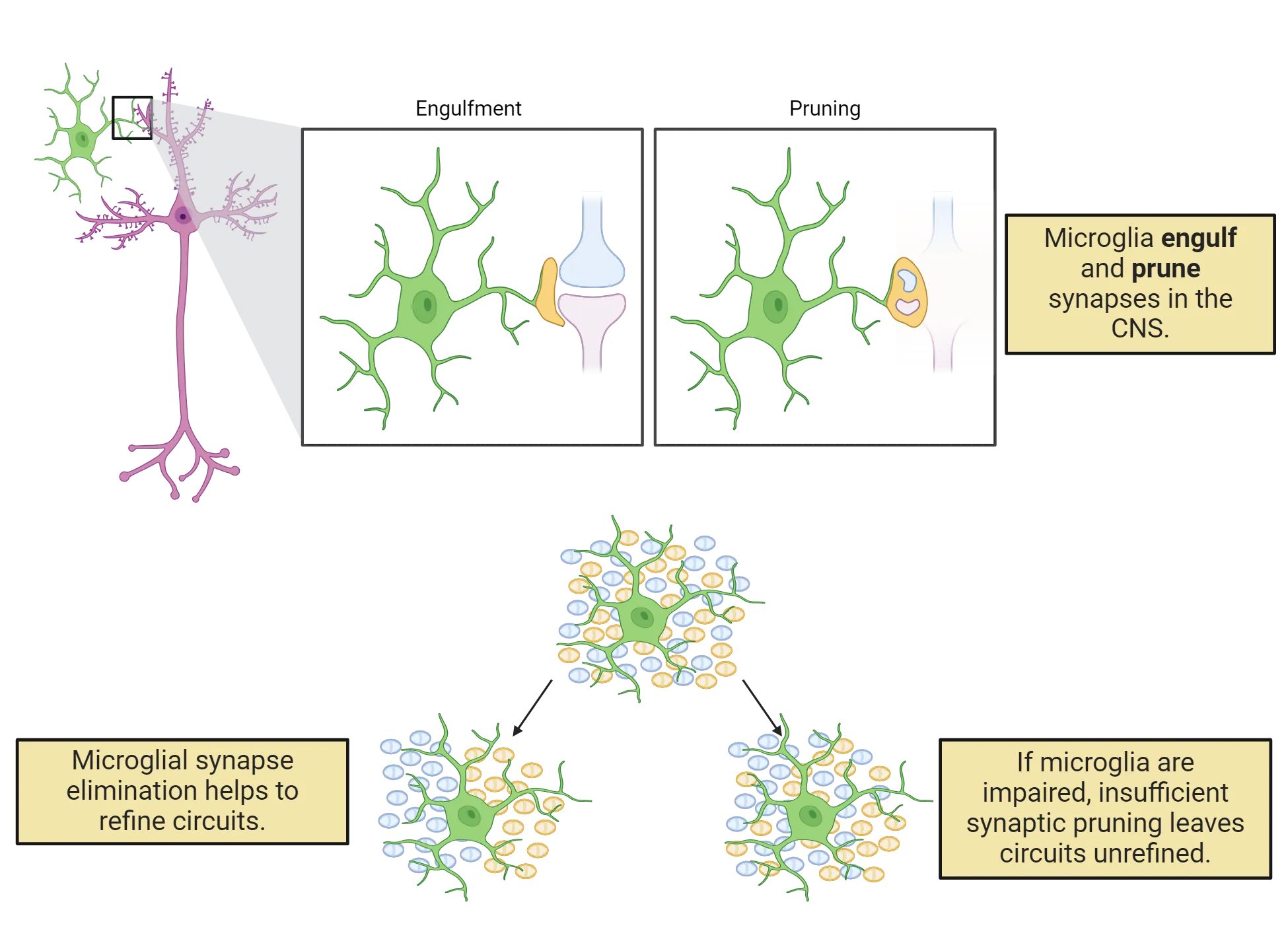 Top shows a diagram of a synapse with pre- and post-synaptic terminals being engulfed by a microglial cell and then the synapse disappearing (labeled as pruning), becoming bits of debris inside the microglial process that engulfed them. Bottom is a diagram of a microglial cell with many processes spread over a collection of synapses color-coded to suggest different synapse types intermixed. Two diagrams below that show two different possible outcomes. In one, the synapses are segregated by color, showing that microglial synapse elimination helps to refine circuits. In the other, the synapse types remain intermixed to show that if microglia are impaired, insufficient synaptic pruning leaves circuits unrefined.