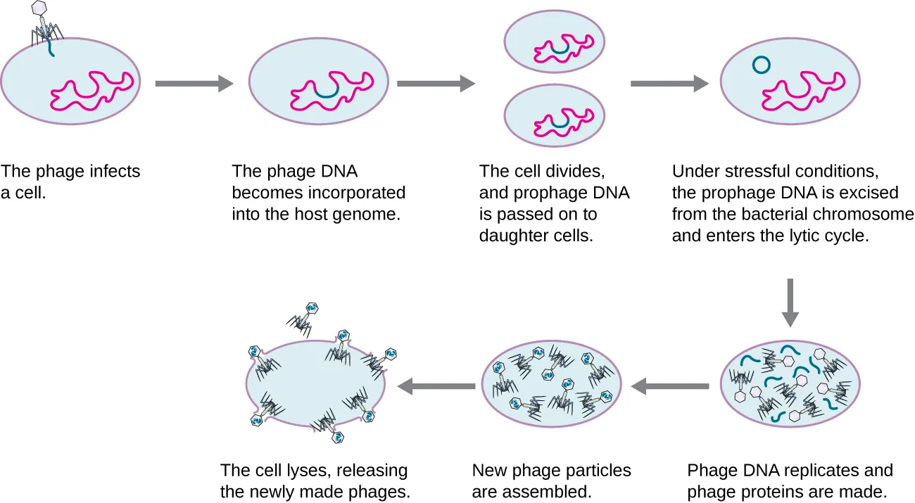 The steps of the lytic and lysogenic cycles. First the phage infects a cell; this shows the virus sitting on the outside of a cell and injecting DNA into the cell. In the next step the phage DNA becomes incorporated into the host genome. In the next step, the cell divides and prophage DNA is passed to the daughter cells. The image shows the cell dividing and the viral DNA within the host genome also being passed to the daughter cell. The next step shows the viral DNA jumping out of the host genome. Under stressful conditions, the prophage DNA is excised from the bacterial chromosomes and enters the lytic cycle. Next, the phage DNA replicates and phage proteins are made. This shows viral pieces being made within the cell. The next step is when the new phage particles are assembled. This shows the virus being build. The final step is when the cell lyses and releases the newly made phages.