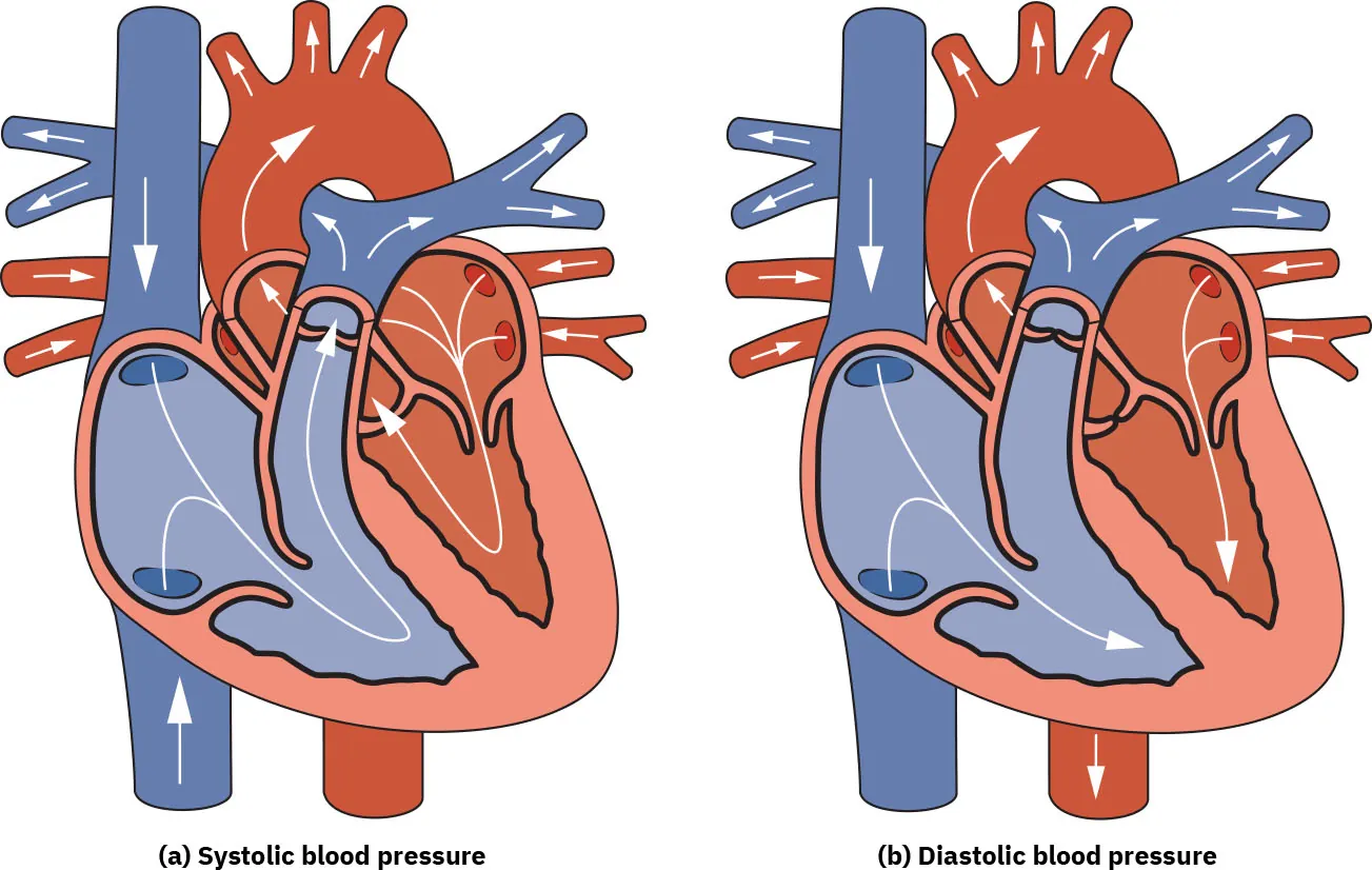 Diagram showing (a) Systolic blood pressure, (b) Diastolic blood pressure.