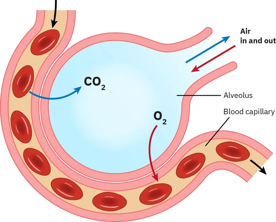 Diagram showing diffusion labeling CO2, O2, alveolus, blood capillary, and air in and out.