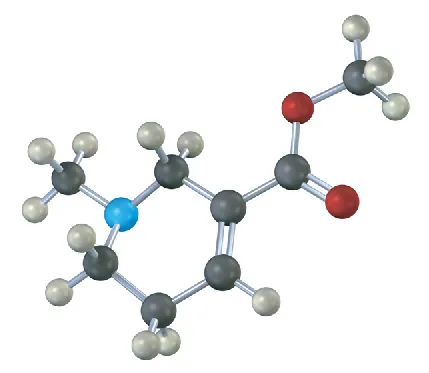 The ball and stick model of arecoline where grey, black, blue and red spheres represent hydrogen, carbon, nitrogen, and oxygen, respectively.