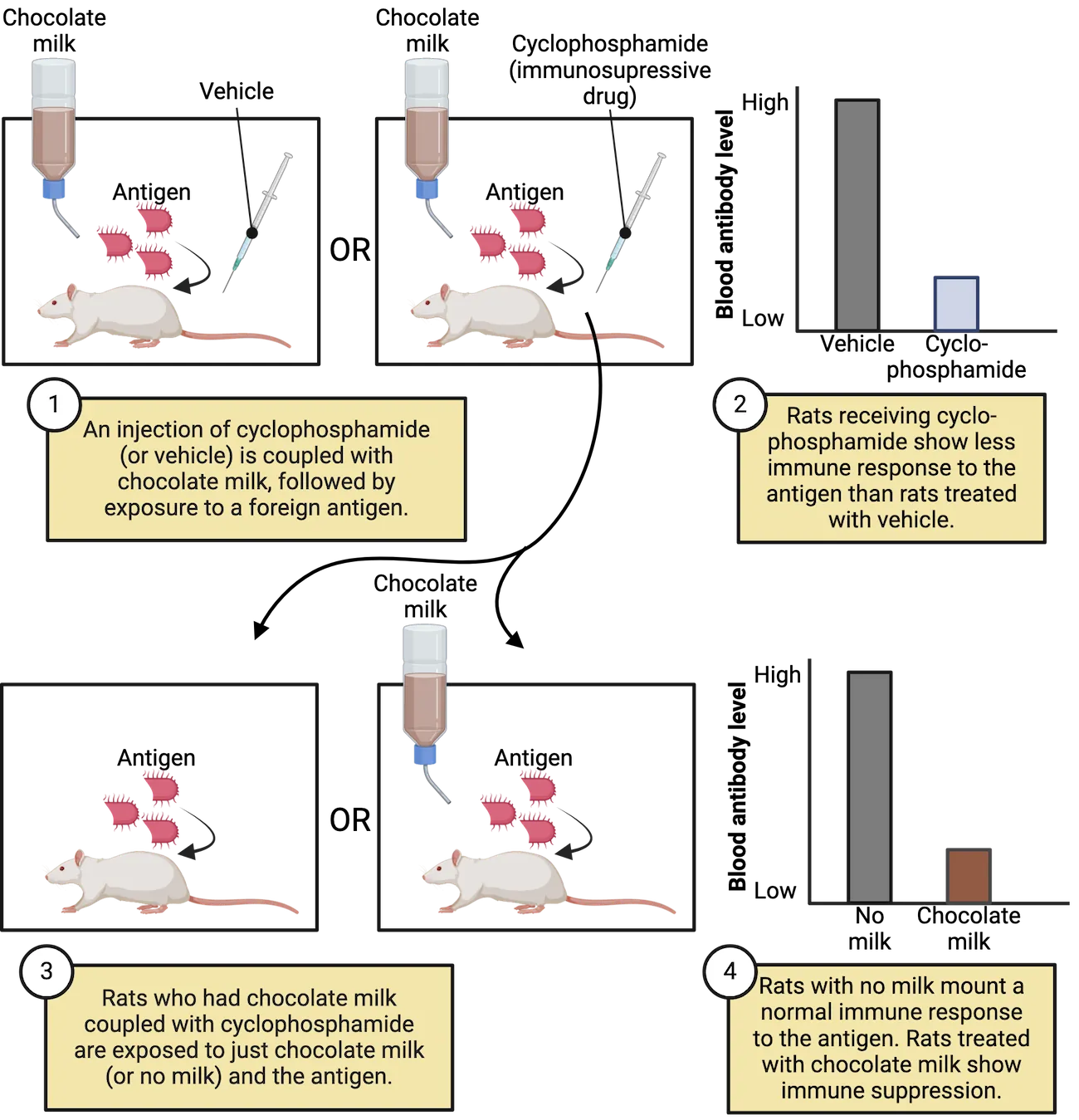 Diagrams of two different experiments with chocolate milk and antigen challenge. 1) Rats shown getting chocolate milk coupled with vehicle or cyclophosphamide (immunosuppressive drug), followed by exposure to a foreign antigen. A bar graph of blood antibody level (y-axis, low to high) versus treatment (vehicle, cyclophosphamide) shows that rats receiving cyclophosphamide show less immune response to the antigen than rats treated with vehicle. 2) Rats who previously had chocolate milk couple with cyclophosphamide shown getting antigen alone or antigen with chocolate milk. A bar graph of blood antibody level (y-axis, low to high) versus treatment (no milk, chocolate milk) shows that rats with no milk mount a normal immune response to the antigen. Rats treated with chocolate milk show immune suppression.