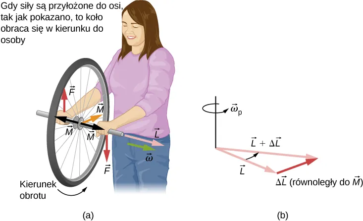 Na rysunku a, kobieta zwrócona twarzą do obserwatora trzyma przy osi obracające się koło rowerowe o promieniu r. Koło ustawione jest tak, że prędkość kątowa omega i kąt pędu L leżą wzdłuż osi obrotu koła, w lewo (w prawo od widza). Oznacza to, że ruch koła jest taki, że dolna część koła porusza się w kierunku kobiety (na stronę). Kierunek siły F nałożony przez jej lewą rękę jest pokazany w dół, a przez prawą rękę w kierunku do góry. Moment obrotowy tau leży w jej kierunku (na stronie). Na rysunku b pokazano dwa wektory L i delta-L, które są równoległe do tau momentu obrotowego. Wynik dwóch wektorów jest oznaczony jako L plus delta L. Kierunek obrotu, omega sub p, jest przeciwny do ruchu wskazówek zegara, jak widać z góry. 