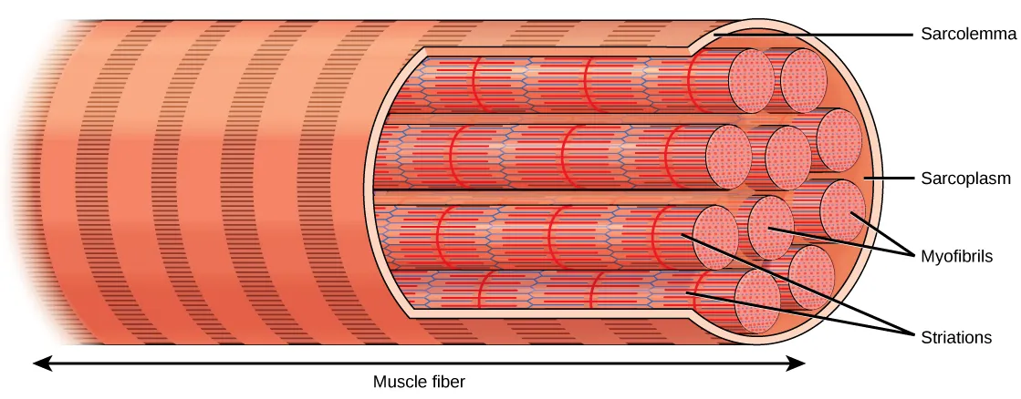 Illustration shows a long, tubular skeletal muscle cell that runs the length of a muscle fiber. Long, cylindrical bundles called myofibrils run the length of the cell. The myofibrils have a banded appearance.  A sarcoplasm exists around the myofibrils, and the sarcolemma surrounds everything.