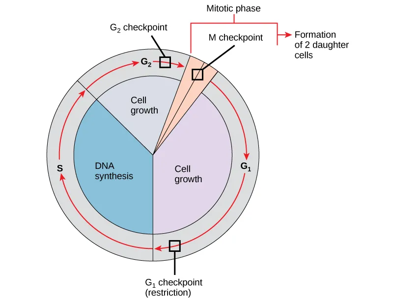 This illustration shows the three major checkpoints of the cell cycle: G subscript 1 baseline checkpoint restriction, G subscript 2 baseline checkpoint, and M checkpoint in the mitotic phase.