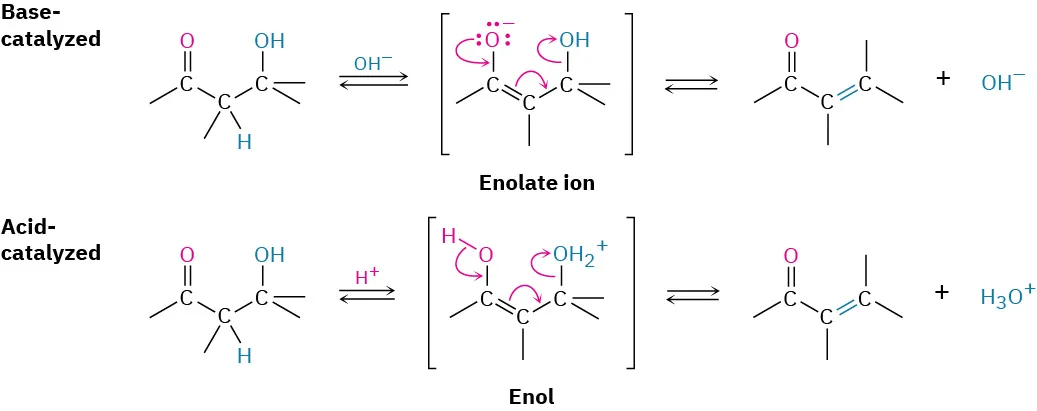 Two mechanisms for formation of a conjugated enone from beta-hydroxy ketone or aldehyde. Base-catalyzed goes through enolate intermediate, acid-catalyzed goes through enol intermediate.