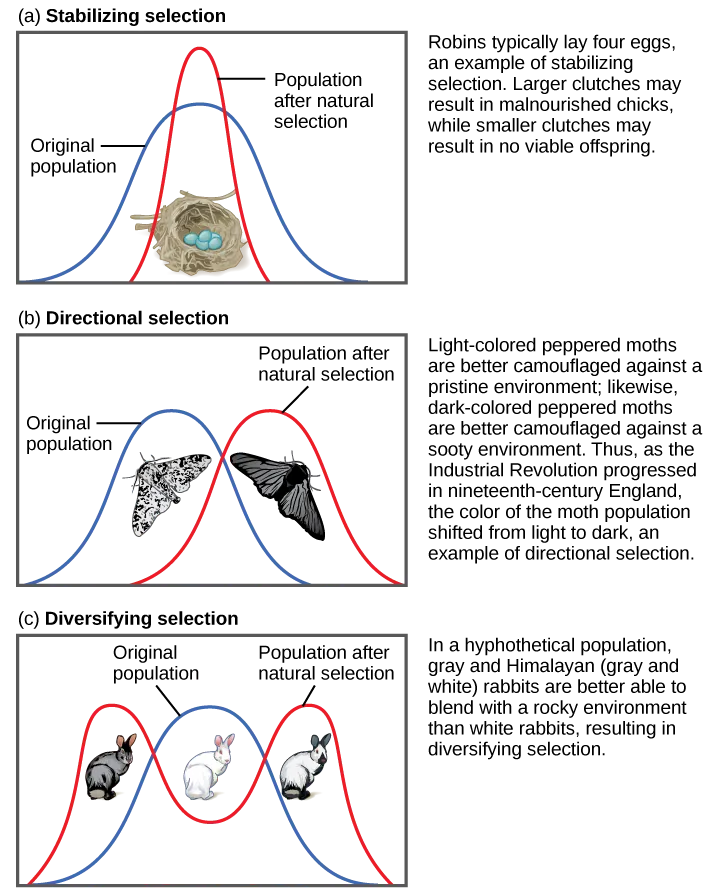 Part (a) shows a robin clutch size as an example of stabilizing selection. Robins typically lay four eggs. Larger clutches may result in malnourished chicks, while smaller clutches may result in no viable offspring. A wide bell curve indicates that, in the original population, there was a lot of variability in clutch size. Overlaying this wide bell curve is a narrow one that represents the clutch size after natural selection, which is much less variable. Part (b) shows moth color as an example of directional selection. Light-colored pepper moths are better camouflaged against a pristine environment, while dark-colored peppered moths are better camouflaged against a sooty environment. Thus, as the Industrial Revolution progressed in nineteenth-century England, the color of the moth population shifted from light to dark, an example of directional selection. A bell curve representing the original population and one representing the population after natural selection only slightly overlap. Part (c) shows rabbit coat color as an example of diversifying selection. In this hypothetical example, gray and Himalayan (gray and white) rabbits are better able to blend into their rocky environment than white ones. The original population is represented by a bell curve in which white is the most common coat color, while gray and Himalayan colors, on the right and left flank of the curve, are less common. After natural selection, the bell curve splits into two peaks, indicating gray and Himalayan coat color have become more common than the intermediate white coat color.
