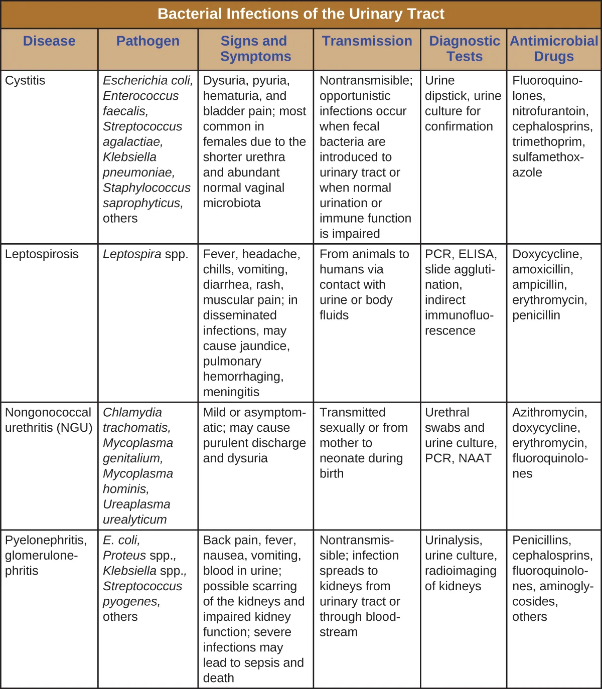 Table titled: Bacterial Infections of the Urinary Tract. Columns: Disease, Pathogen, Signs and Symptoms, Transmission, Diagnostic Tests, Antimicrobial Drugs. Disease - Cystitis; Escherichia coli, Enterococcus faecalis, Streptococcus agalactiae, Klebsiella pneumoniae, Staphylococcus saprophyticus, others; Dysuria, pyuria, hematuria, and bladder pain; most common in females due to the shorter urethra and abundant normal vaginal microbiota; Nontransmissible; opportunistic infections occur when fecal bacteria are introduced to urinary tract or when normal urination or immune function is impaired; Urine dipstick, urine culture for confirmation; Fluoroquinolones, nitrofurantoin, cephalosporins, trimethoprim, sulfamethoxazole. Disease - Leptospirosis; Leptospira spp.; Fever, headache, chills, vomiting, diarrhea, rash, muscular pain; in disseminated infections, may cause jaundice, pulmonary hemorrhaging, meningitis; From animals to humans via contact with urine or body fluids; PCR, ELISA, slide agglutination, indirect immunofluorescence; Doxycycline, amoxicillin, ampicillin, erythromycin, penicillin. Disease - Nongonococcal urethritis (NGU); Chlamydia trachomatis, Mycoplasma genitalium, Mycoplasma hominis, Ureaplasma urealyticum; Mild or asymptomatic; may cause purulent discharge and dysuria Transmitted sexually or from a pregnant person to neonate during birth; Urethral swabs and urine culture, PCR, NAAT; Azithromycin, doxycycline, erythromycin, fluoroquinolones. Disease Pyelonephritis, glomerulonephritis; E. coli, Proteus spp., Klebsiella spp., Streptococcus pyogenes, others; Back pain, fever, nausea, vomiting, blood in urine; possible scarring of the kidneys and impaired kidney function; severe infections may lead to sepsis and death; Nontransmissible; infection spreads to kidneys from urinary tract or through bloodstream; Urinalysis, urine culture, radioimaging of kidneys; Penicillins, cephalosporins, fluoroquinolones, aminoglycosides, others
