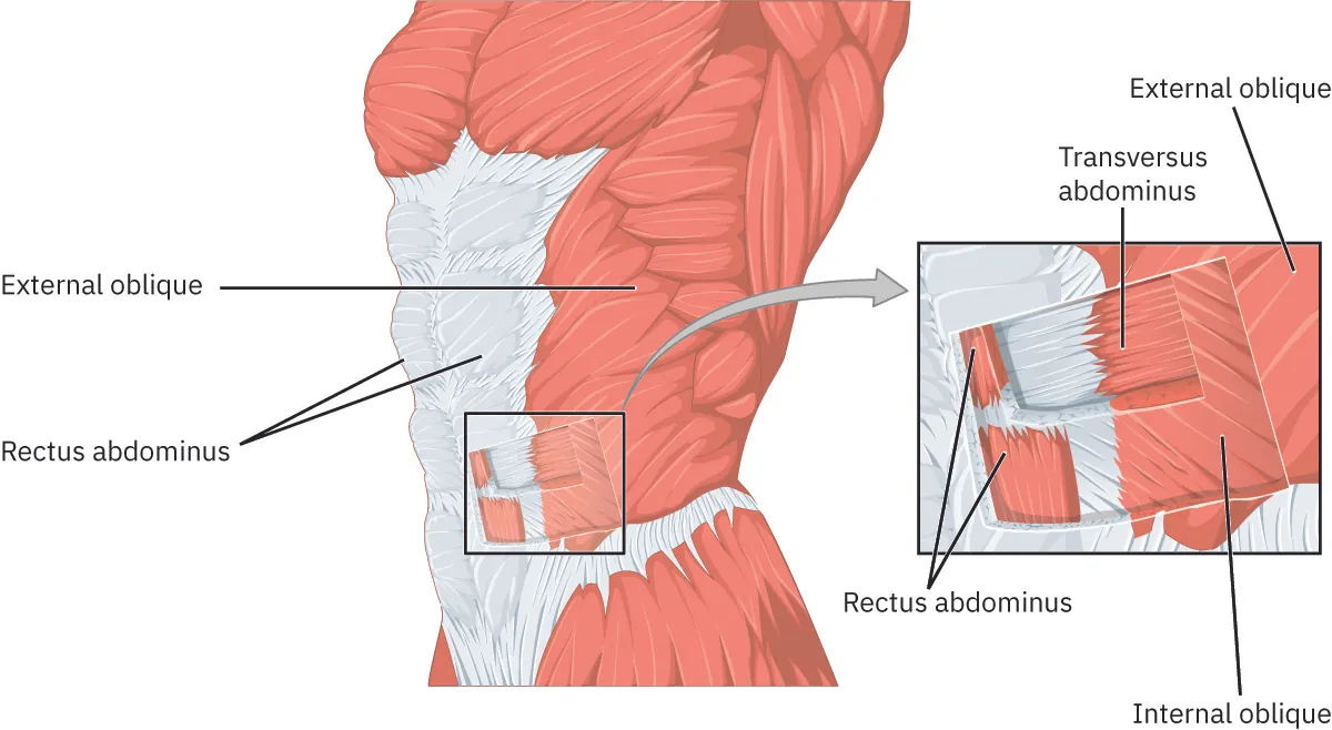 Muscles of the abdomen
