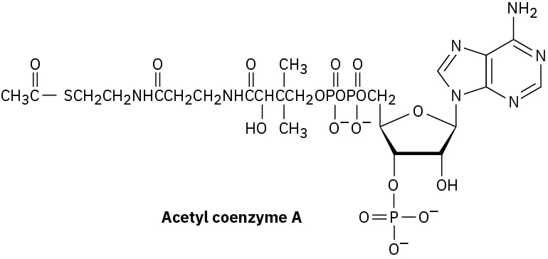 The structure of the acetyl CoA consists of two parts: the acetyl group and CoA. CoA  is a beta mercaptoethylamine, pantothenic acid, phosphate  linked adenosine diphosphate.