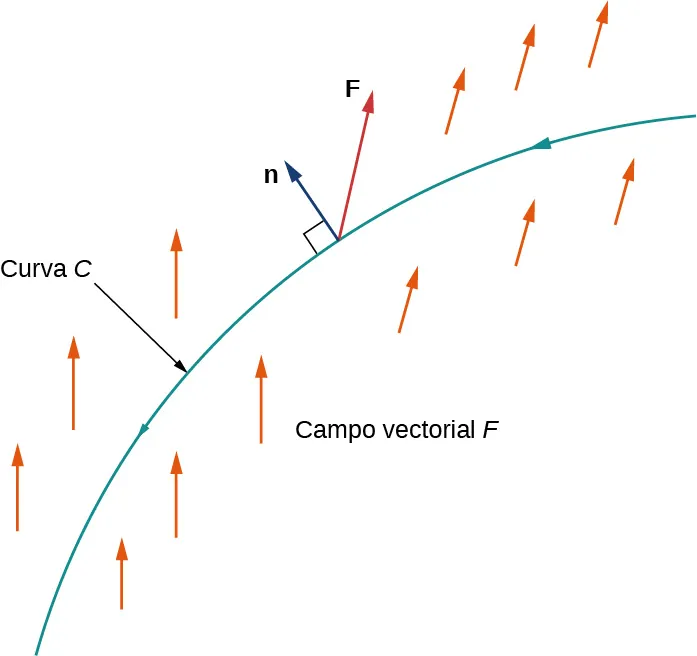 Diagrama simple de una curva cóncava creciente hacia abajo C en el campo vectorial F, sin plano de coordenadas. Hacia la parte superior de la curva, la normal n se dibuja perpendicular a la curva C. Otra flecha F se dibuja compartiendo el punto final de n. Este flujo apunta hacia arriba y hacia la derecha en un ángulo de aproximadamente 90 grados con respecto a n. Las flechas del campo vectorial a la izquierda de n se dibujan apuntando hacia arriba. Las flechas después de n apuntan en la misma dirección que el flujo.