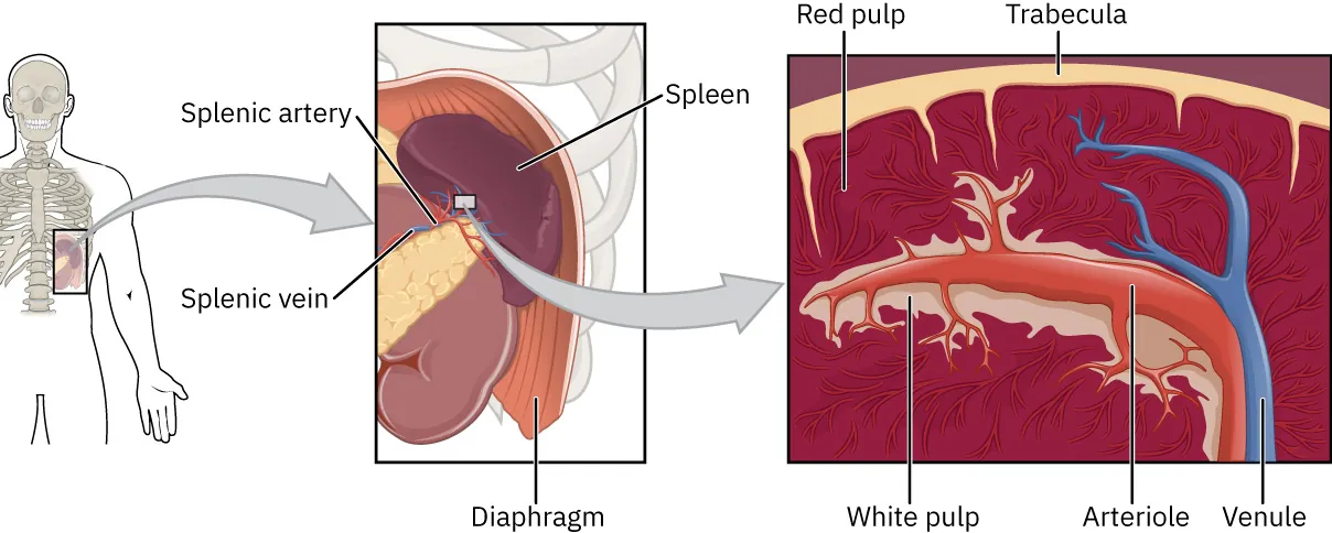 The image shows a detailed diagram of the spleen and its surrounding structures. On the left, a human figure indicates the spleen's location within the body, showing its position near the diaphragm. The central part of the image zooms in on the spleen, highlighting the splenic artery and vein that supply blood to and from the spleen. On the right, a close-up section of the spleen tissue is shown, labeled with components like the red pulp, white pulp, trabecula, arteriole, and venule, demonstrating the internal structure and organization of the spleen's tissues.